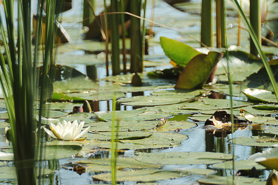 White waterlily  European white waterlily,Geotagged,Nymphaea alba,The Netherlands