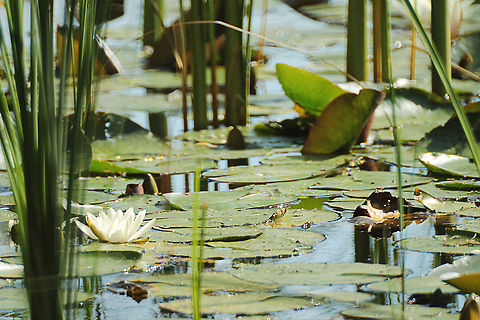 White waterlily  European white waterlily,Geotagged,Nymphaea alba,The Netherlands