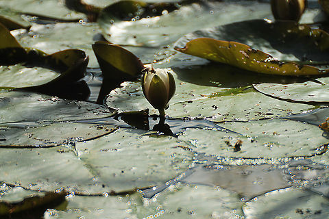 Tasteful waterlilly  European white waterlily,Geotagged,Nymphaea alba,The Netherlands
