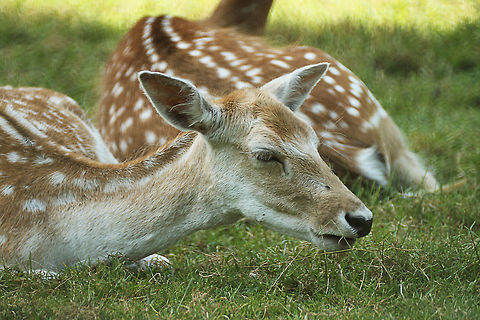 Fallow deer The sun makes me feel giddy.. Dama dama,Fallow Deer,Geotagged,The Netherlands