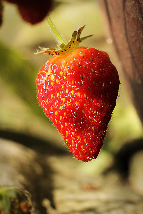Yummy  Fragaria  × ananassa,Garden strawberry,Geotagged,The Netherlands