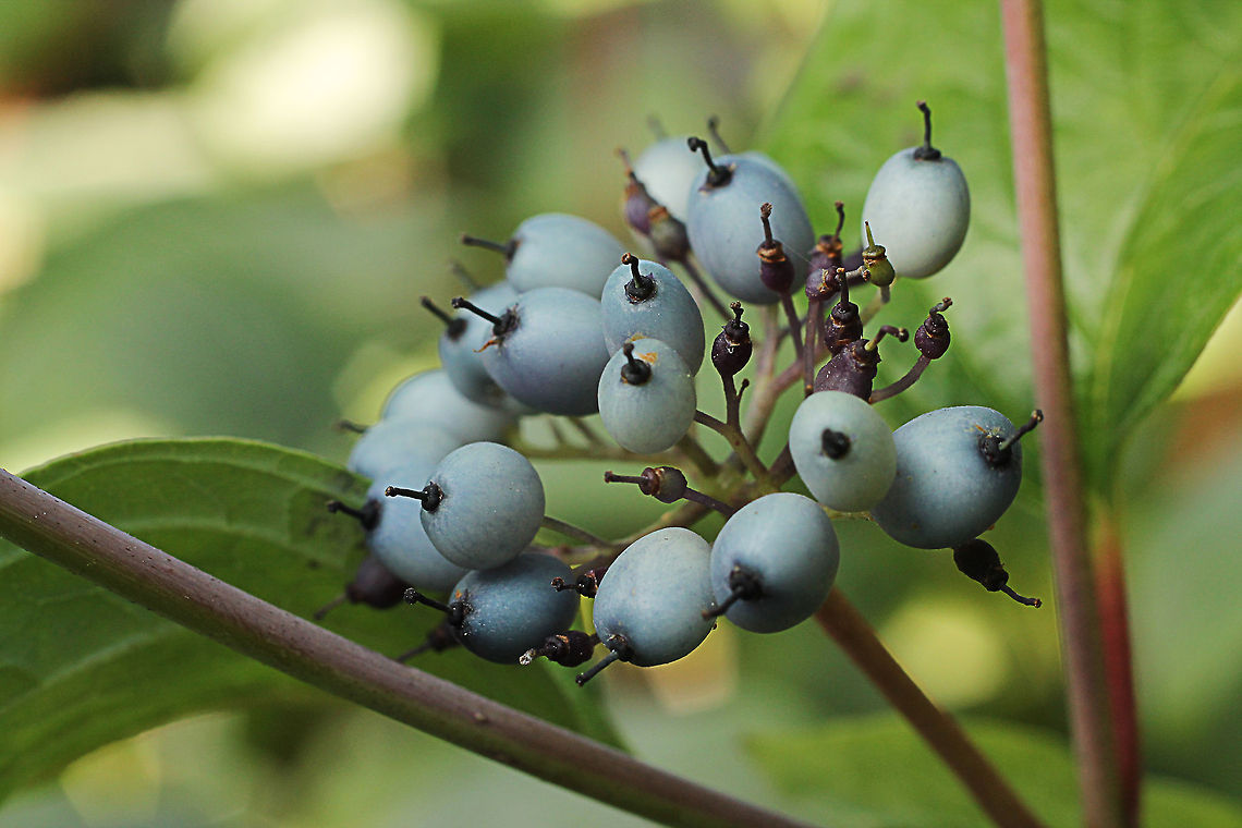 Siberian Dogwood  Cornus alba,Geotagged,Siberian Dogwood,The Netherlands