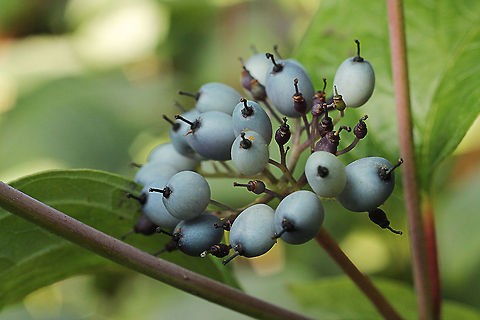 Siberian Dogwood  Cornus alba,Geotagged,Siberian Dogwood,The Netherlands