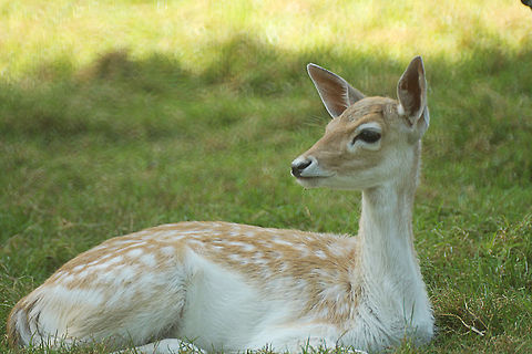 Bambi  Dama dama,Fallow Deer,Geotagged,The Netherlands