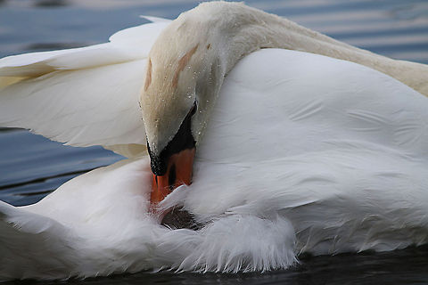 Cleaning my feathers  Cygnus olor,Geotagged,Mute Swan,The Netherlands