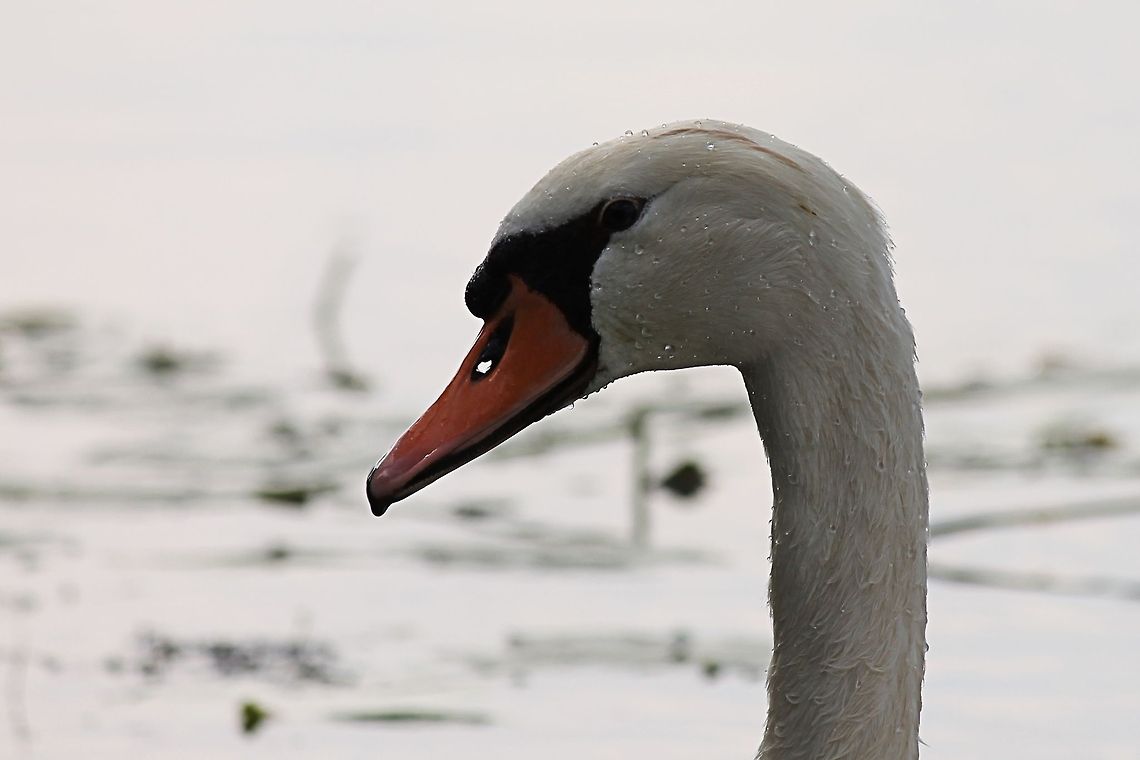 Pride swan  Cygnus olor,Geotagged,Mute Swan,The Netherlands
