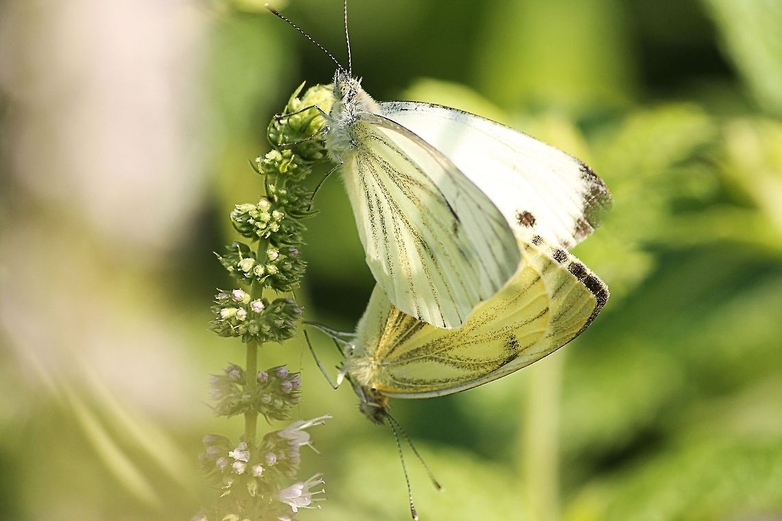 Working on the next generation  Geotagged,Green-veined White,Pieris rapae,The Netherlands