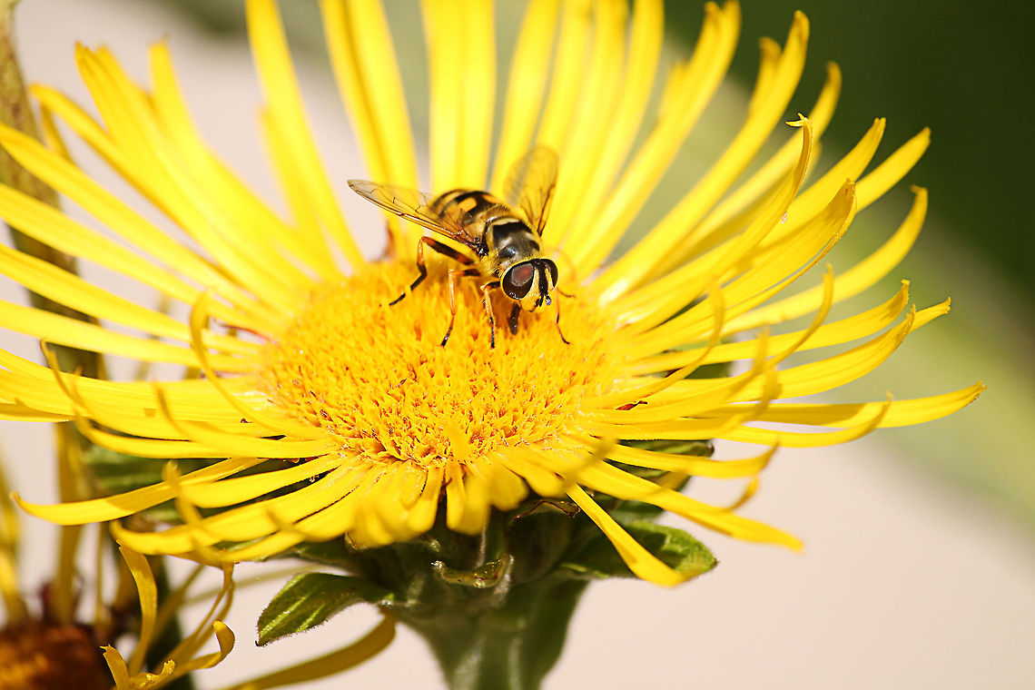 Myathropa florea In Dutch: "doodskopzweefvlieg" Geotagged,Myathropa florea,The Netherlands