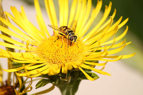Myathropa florea In Dutch: "doodskopzweefvlieg" Geotagged,Myathropa florea,The Netherlands