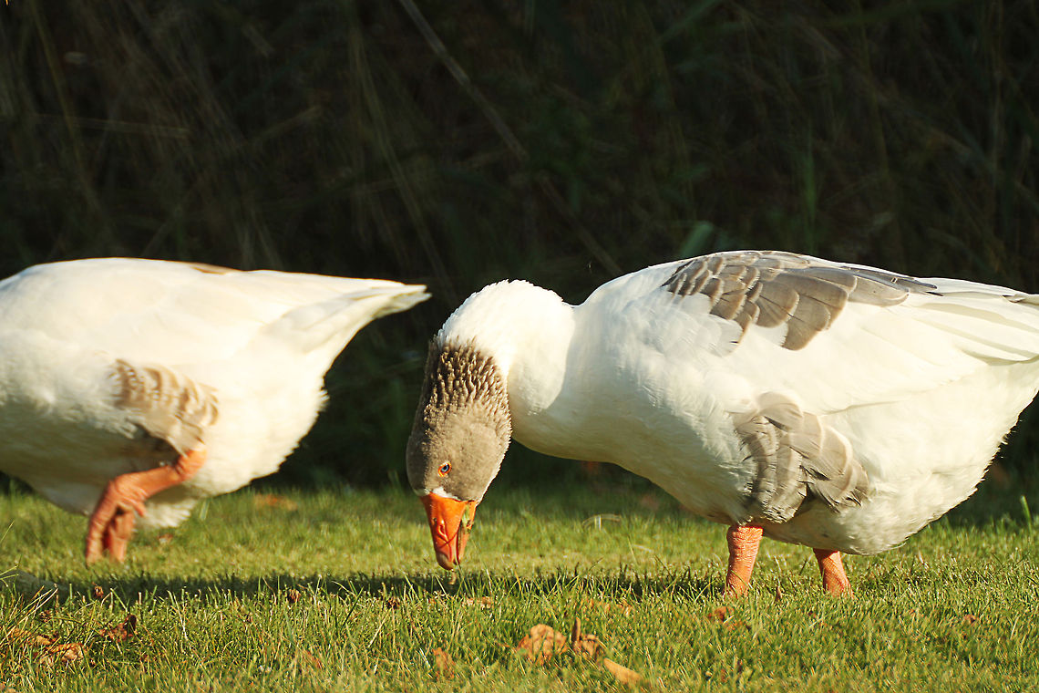 Grazing geeze  Anser anser domesticus & Anser cygnoides,Domestic goose,Geotagged,The Netherlands