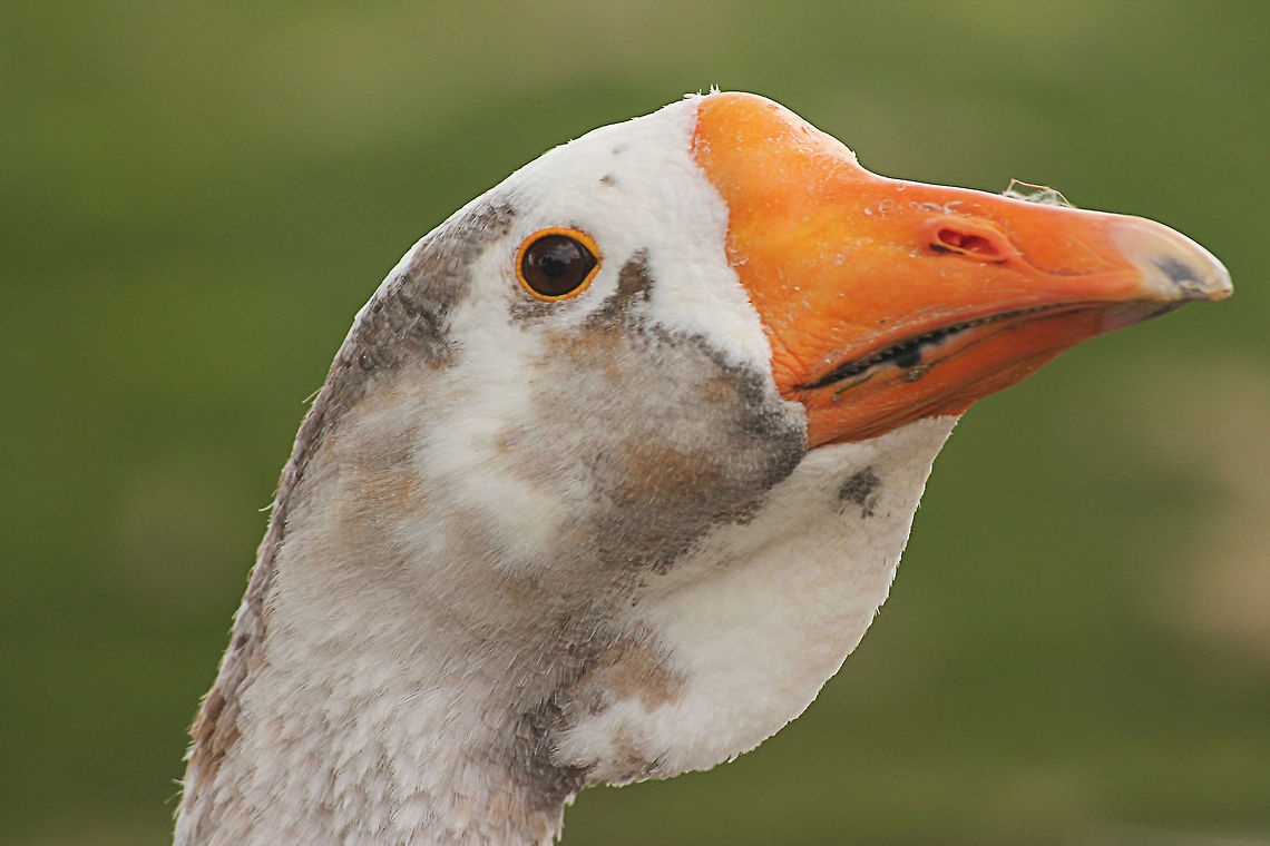 Head Study Greylag Goose  Anser anser,Geotagged,Greylag Goose,The Netherlands