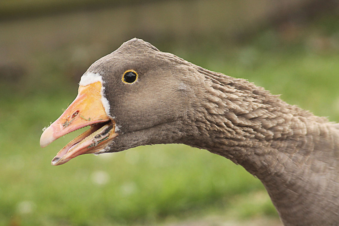 Head Study Greater White-fronted Goose  Anser albifrons,Geotagged,Greater White-fronted Goose,The Netherlands