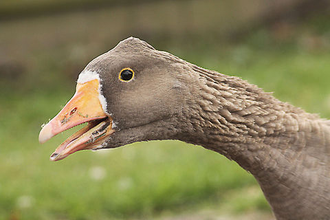 Head Study Greater White-fronted Goose  Anser albifrons,Geotagged,Greater White-fronted Goose,The Netherlands