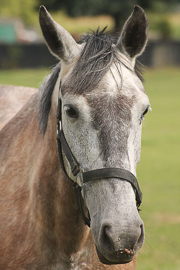 Head Study Horse  Domestic horse,Equus ferus caballus,Geotagged,The Netherlands