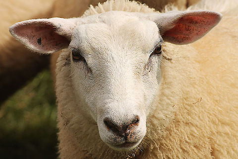 Head Study Sheep  Domestic sheep,Geotagged,Ovis aries,The Netherlands