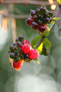 Honeysuckle Berries  Common Honeysuckle,Geotagged,Lonicera periclymenum,The Netherlands
