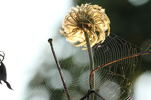 Clematis Fluff  Anemone Clematis,Clematis montana,Geotagged,The Netherlands