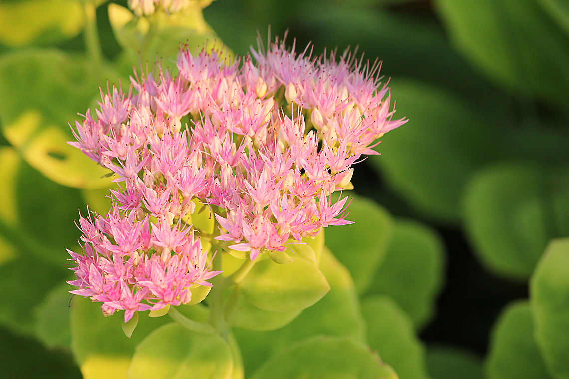 Sedum Spectabile  Geotagged,Hylotelephium spectabile,The Netherlands,showy stonecrop