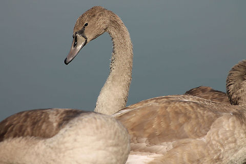 Young swans growing up  Cygnus olor,Geotagged,Mute Swan,The Netherlands