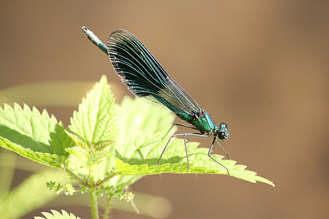 Banded Demoiselle In Dutch: Weidebeekjuffer Banded Demoiselle,Calopteryx splendens,Geotagged,The Netherlands