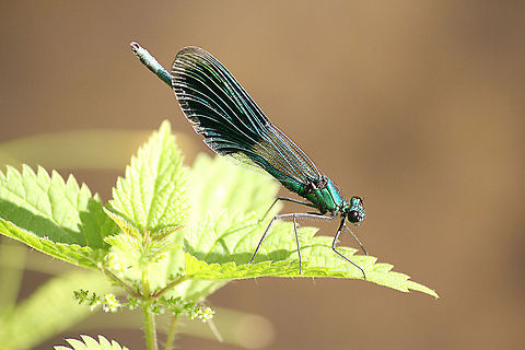 Banded Demoiselle In Dutch: Weidebeekjuffer Banded Demoiselle,Calopteryx splendens,Geotagged,The Netherlands
