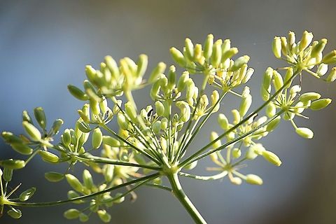 Lovage  In Germany and Holland, one of the common names of lovage is Maggikraut (German) or Maggiplant (Dutch) because the plant's taste is reminiscent of Maggi soup seasoning. Geotagged,Levisticum officinale,Lovage,The Netherlands