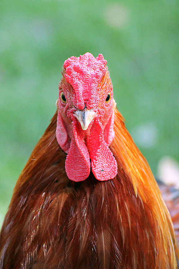 Rooster  Chicken,Domestic Chicken,Gallus gallus,Gallus gallus var. domesticus,Geotagged,The Netherlands