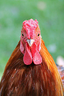 Rooster  Chicken,Domestic Chicken,Gallus gallus,Gallus gallus var. domesticus,Geotagged,The Netherlands