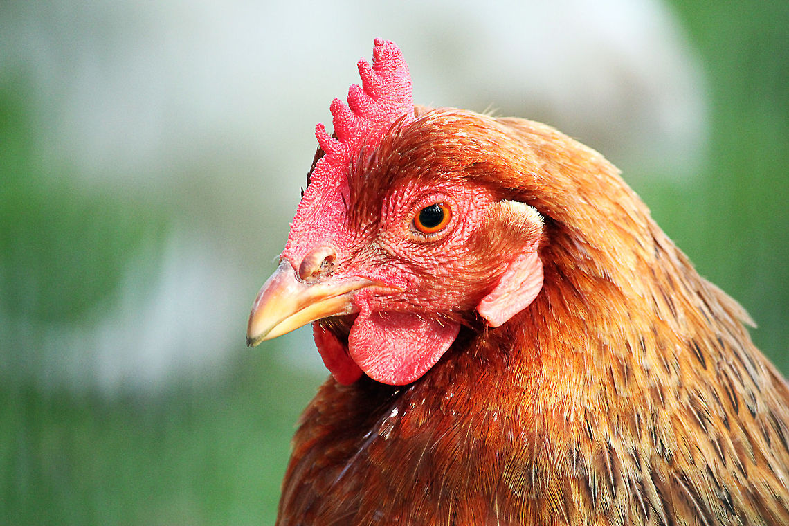 Rooster  Chicken,Domestic Chicken,Gallus gallus,Gallus gallus var. domesticus,Geotagged,The Netherlands