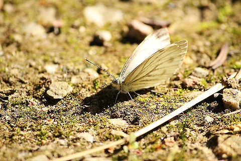 Green-veined White  Geotagged,Green-veined White,Pieris napi,The Netherlands