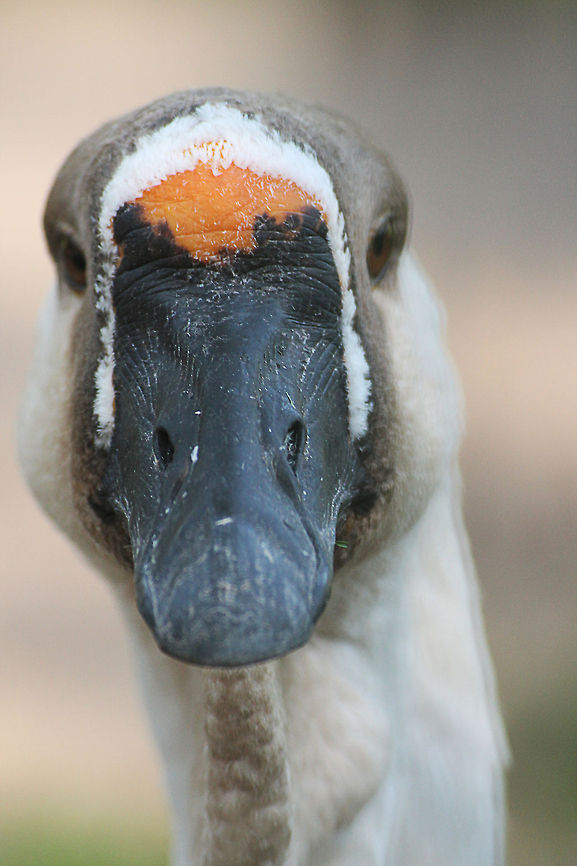 What's up?  Anser cygnoides,Geotagged,Swan Goose,The Netherlands