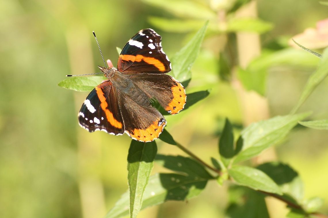 Red Admiral  Geotagged,Red Admiral,The Netherlands,Vanessa atalanta