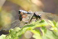 Working on the next generation The male skimmer is the blue one, the female has a yellow body with black bands. Geotagged,Keeled Skimmer,Orthetrum coerulescens,The Netherlands