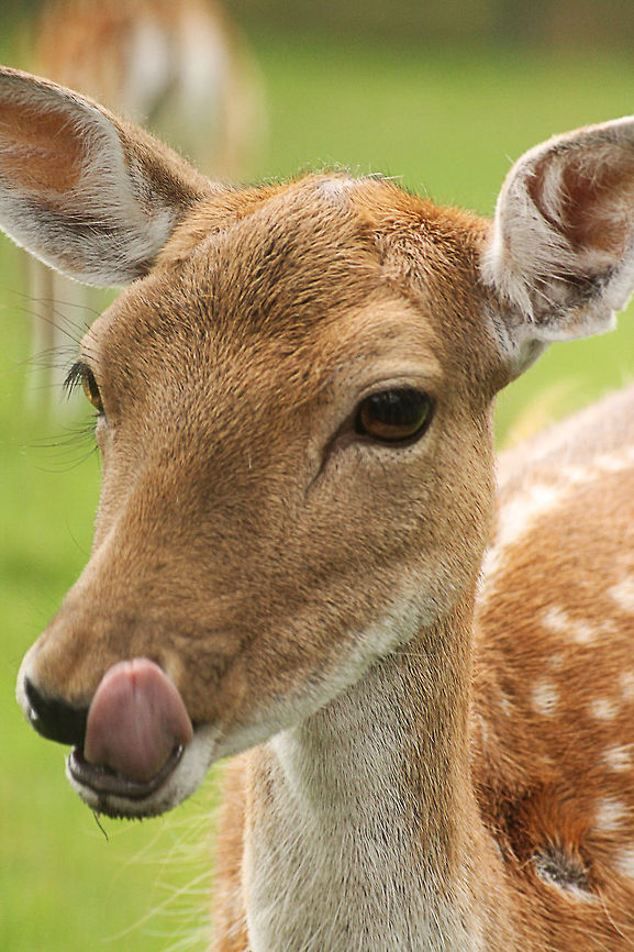 Mmmmm, nice grass  Dama dama,Fallow Deer,Geotagged,The Netherlands