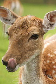 Mmmmm, nice grass  Dama dama,Fallow Deer,Geotagged,The Netherlands