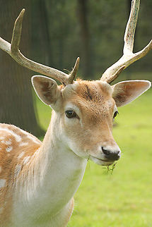 Male Fallow Deer  Dama dama,Fallow Deer,Geotagged,The Netherlands