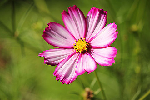 Georgia tickseed In dutch: "Meisjesogen" Coreopsis nudata,Georgia tickseed,Geotagged,The Netherlands