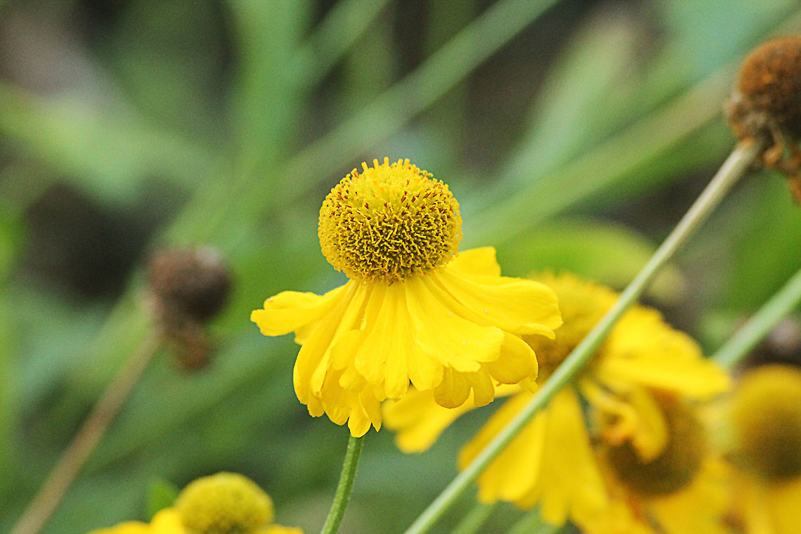 Common sneezeweed  Geotagged,Helenium autumnale,The Netherlands