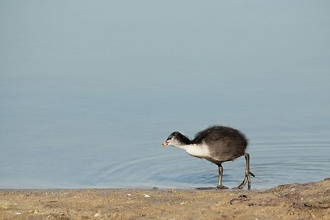 Young Eurasian Coot  Eurasian Coot,Fulica atra,Geotagged,The Netherlands