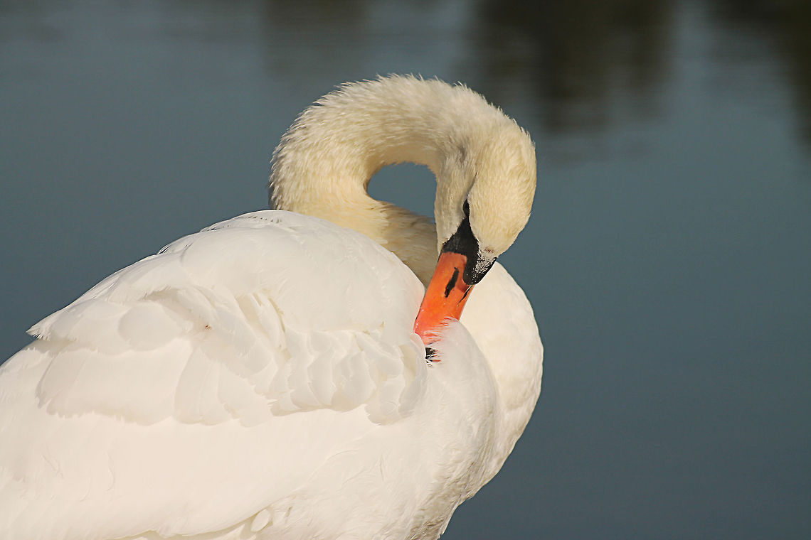 Male Mute Swan  Cygnus olor,Geotagged,Mute Swan,The Netherlands