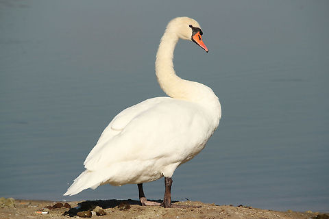 Male Mute Swan  Cygnus olor,Geotagged,Mute Swan,The Netherlands
