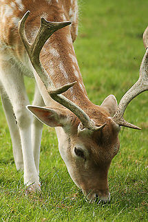 Male Fallow Deer  Dama dama,Fallow Deer,Geotagged,The Netherlands