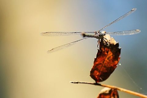 Black-tailed skimmer  Geotagged,The Netherlands
