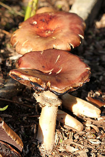 Autumn is here to stay Brown mushroom with dark brown/grey lamellae underneath. Geotagged,The Netherlands