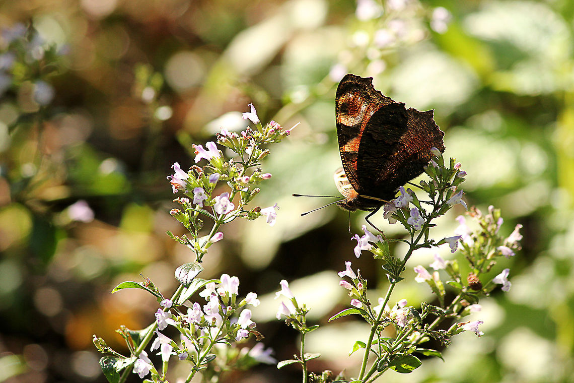 Peacock butterfly  European Peacock,Geotagged,Inachis io,The Netherlands