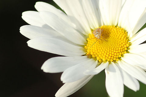 Lygus pratensis In Dutch: weidewants Geotagged,Lygus pratensis,The Netherlands
