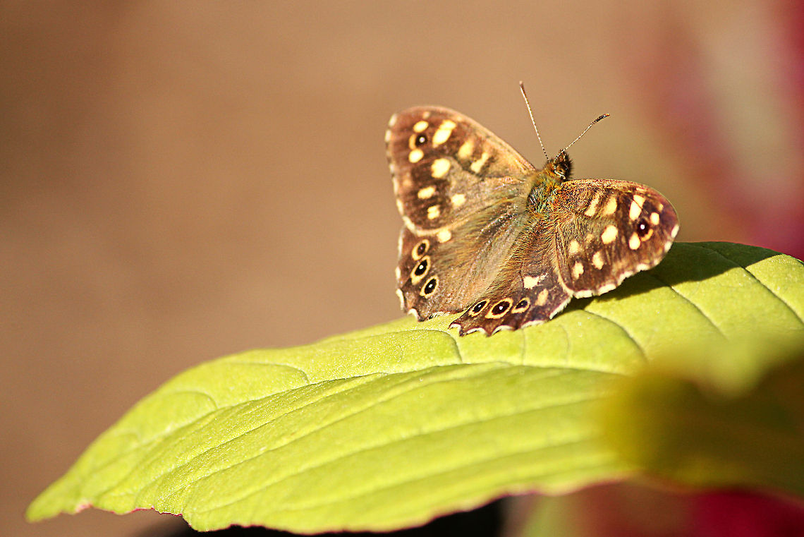 Speckled wood Pararge aegeria. In Dutch: bont zandoogje. Geotagged,Pararge aegeria,Speckled Wood,The Netherlands