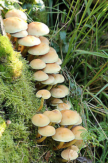 Gnome stairway  Geotagged,The Netherlands