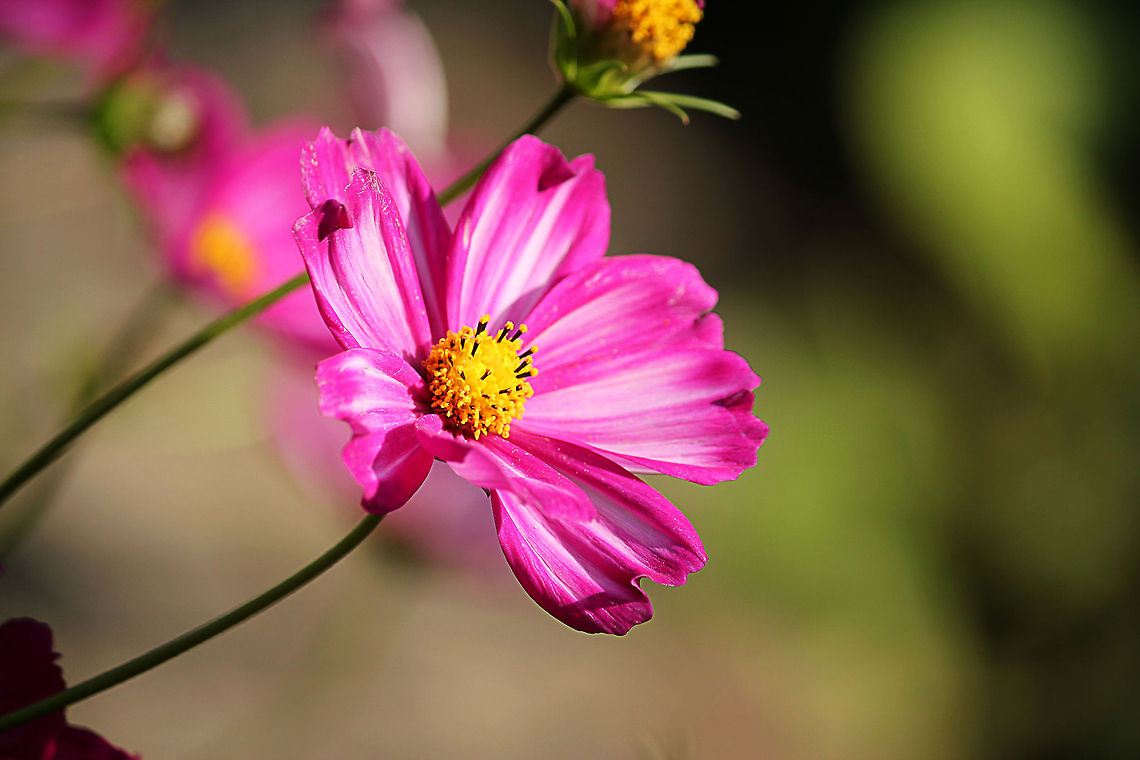 Georgia tickseed in the sun  Coreopsis nudata,Georgia tickseed,Geotagged,The Netherlands