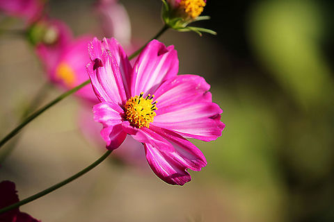 Georgia tickseed in the sun  Coreopsis nudata,Georgia tickseed,Geotagged,The Netherlands